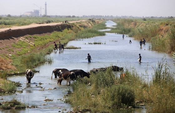 جفاف يهدّد الزراعة في جنوب العراق	 Jafaff.45